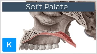 Soft palate Muscles Function amp Definition  Human Anatomy  Kenhub [upl. by Murrell]