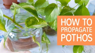 How To Propagate Pothos  Propagating Devil’s Ivy [upl. by Jovia]