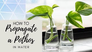 How to Propagate Pothos in Water [upl. by Rondon]