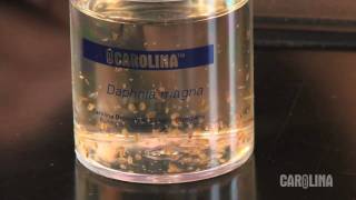 How to Care for Daphnia [upl. by Aihsein]