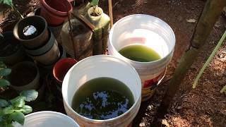 How to grow Green Water Algae [upl. by Gebhardt]