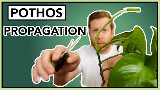 How to PROPAGATE Pothos in Water  Houseplant How to Ep 24 [upl. by Airak]