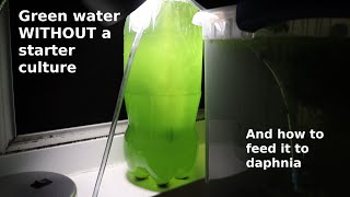 Green Water WITHOUT a Starter Culture  From Scratch  How To [upl. by Lehcsreh30]