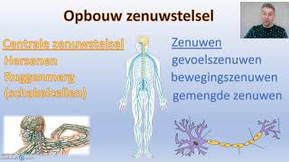 Zenuwstelsel  thema 5 regeling Biodam  1 van 3 [upl. by Ribak]