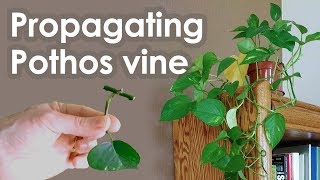 Propagating Pothos Vine Devils Ivy from Cuttings [upl. by Durkin972]