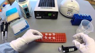 DNA Extraction Protocol  Part 1 [upl. by Kylila]