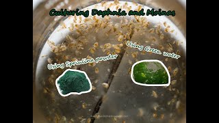 How To Culture Daphnia and Moinas using Green Water Spirulina powder [upl. by Gualterio16]