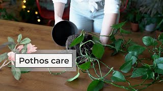 Pothos care guide  Devil’s ivy plant care [upl. by Letch]