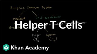 Helper T cells  Immune system physiology  NCLEXRN  Khan Academy [upl. by Doralia]