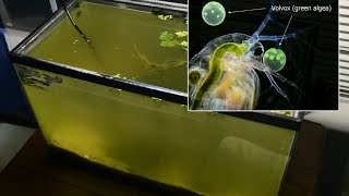 Raising Daphnia for the Freshwater Aquarium [upl. by Wernick]