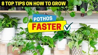 8 Top Tips on How to Grow Pothos Faster [upl. by Jadda]