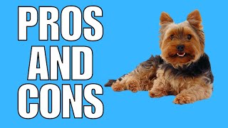 Yorkshire Terrier Pros And Cons SHOCKING [upl. by Anuat]