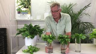 Propagating Pothos from Cuttings [upl. by Wallace]