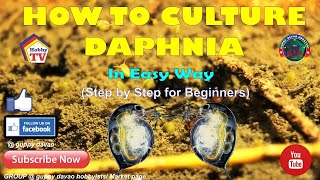 HOW TO CULTURE DAPHNIA In Easy Way [upl. by Ahsai]