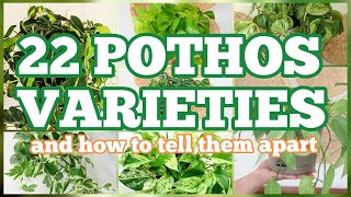 22 POTHOS VARIETIES and how to tell them apart  ultimate guide to pothos part 1 [upl. by Portwine]