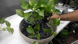 Repotting Pothos [upl. by Cristen240]